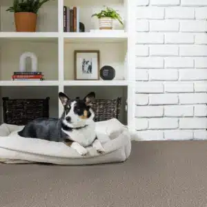 Pet friendly flooring | Carpet Collection